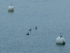 Canards "fuligule morillon"