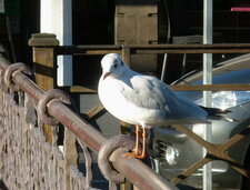 Mouette rieuse