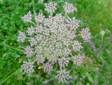 Carotte sauvage (daucus carota)
