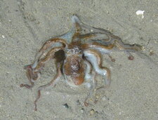 Petite seiche (aussi appelée margate)