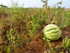 Cucumis lanatus (la Pastèque)