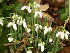 Perce neige