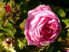 Rosa gallica à boutons féroces
