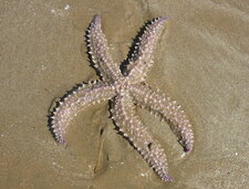 Etoile de mer commune (asterias rubens)