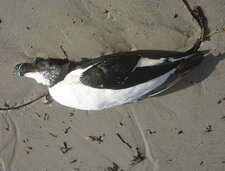 Pingouin torda