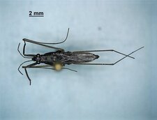 Gerris comatus