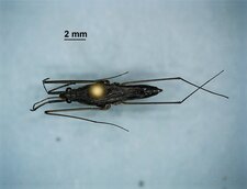 Gerris comatus