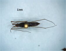 Gerri insperatus mâle