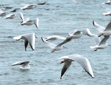 Escadron de mouettes rieuses