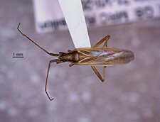 Stenodema vicinium 