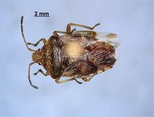 Elasmucha lateralis