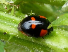 Adalia bipunctata