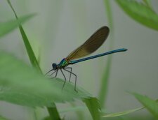 Calopteryx xanthostoma - immature