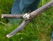 Epeire des roseaux larinoides comutus