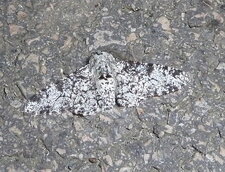 La Boarmie crétée ou Boarmie glabre Alicis jubata.Noctuelle.