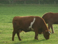 Vache "armoricaine"