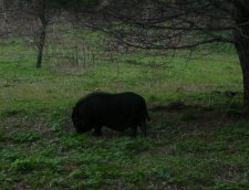 Cochon noir