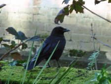 Corneille noire (Corvus corone)