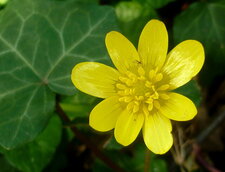 Fleur de ficaire ou fausse renoncule