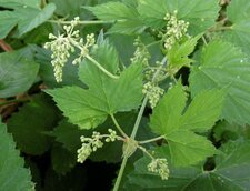 Fleur de houblon