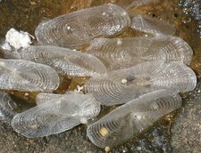 Vélelles - Velella velella