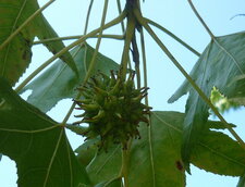 Fruit du liquidambar