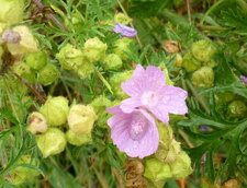 Mauve musquée