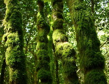 Arbres chevelus