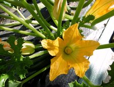 Fleur de potimarron