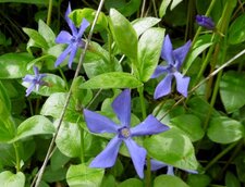 Petite pervenche (Vinca minor)