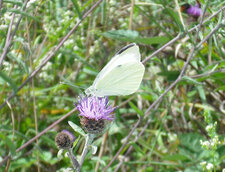 papillon 