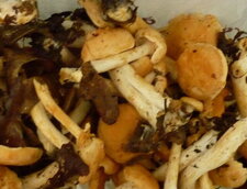 Champignons "pieds de mouton"