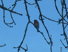 Rouge-gorge familier