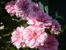 Rose pompon (grimpante)