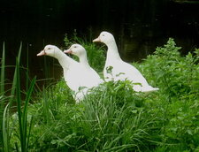 Canards de Pékin