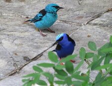 Dacnis cayana et Cyanerpes cyaneus
