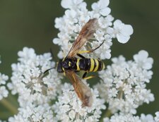Tenthrède sur apiacée