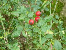 Fruits de l