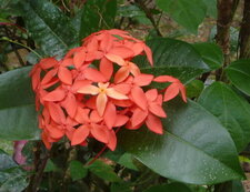 Ixora Orange