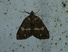 Noctuelle