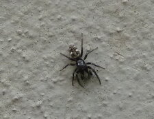 Salticus sp.