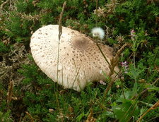 Champignon coulemelle (lépiote)