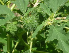 Fruit de la datura