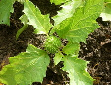 Datura 