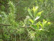 Saule blanc (salix alba) sous réserve