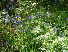 Jacinthes des bois