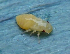 Larve de Philène