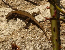 Lézard faisant le lézard au soleil