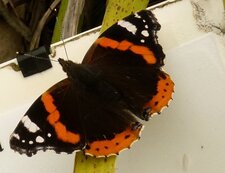 Papillon "vulcain"