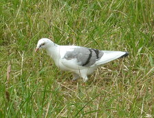 Pigeon biset (sous réserve)
